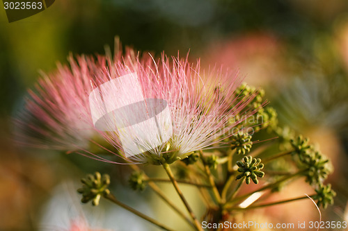 Image of Flowers of acacia