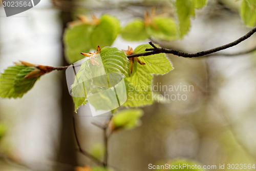 Image of Leaves on the tree