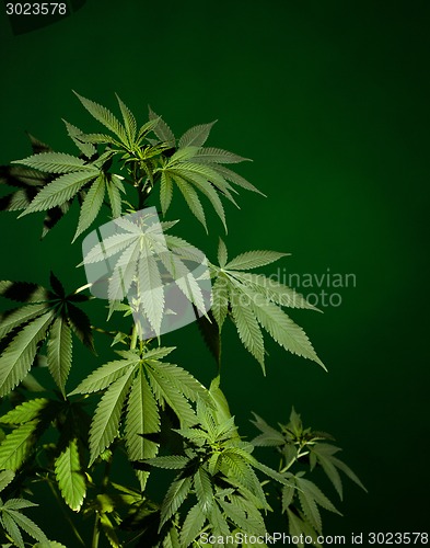 Image of Marijuana plant