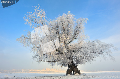 Image of frozen tree on winter field 