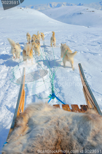 Image of dog sledging in greenland