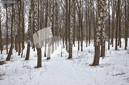 Image of Winter forest