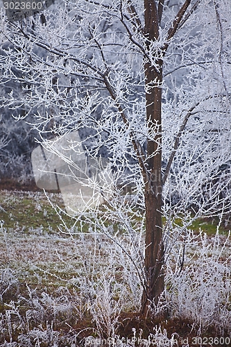 Image of Winter tree