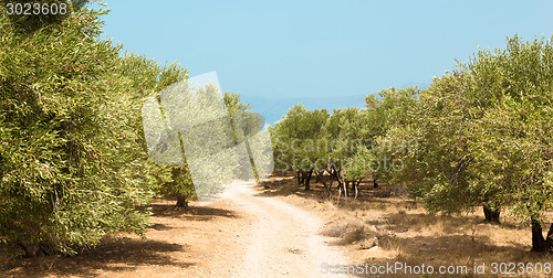 Image of Olive grove