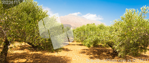 Image of Olive grove