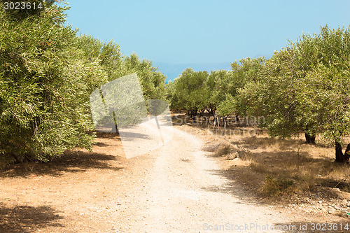 Image of Olive grove