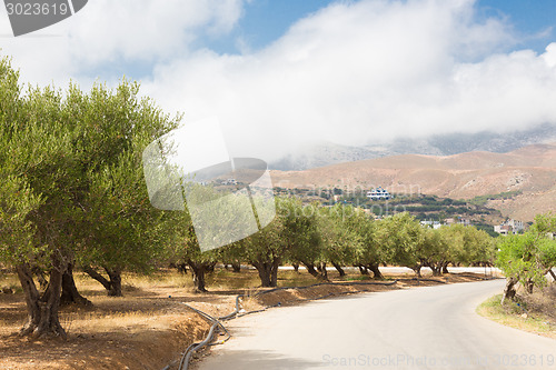 Image of Olive grove