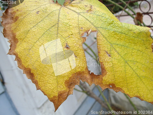 Image of autumn