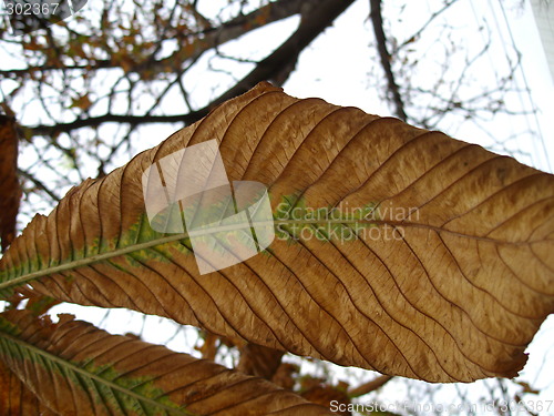 Image of leaf