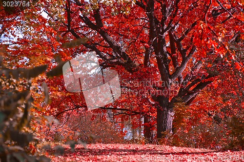 Image of Autumn landscape