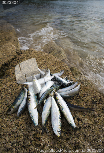 Image of Sardines