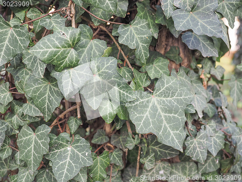 Image of Ivy leaves