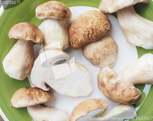 Image of Porcini Mushroom