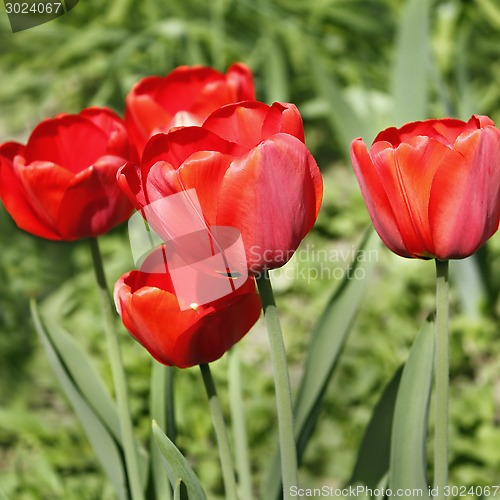 Image of Group of red tulips