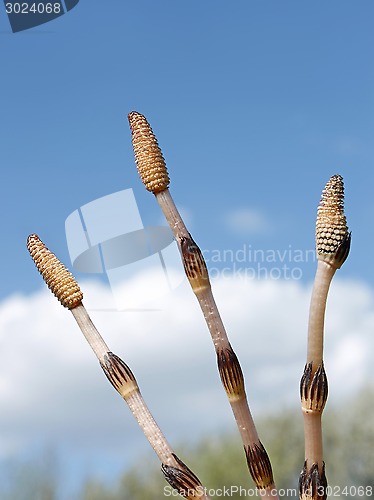 Image of Three horsetail shoots against the sky