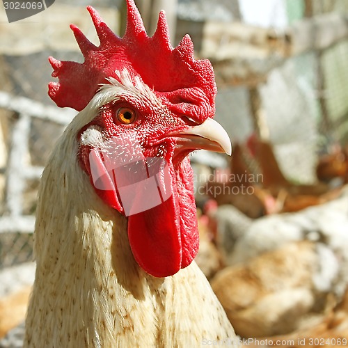 Image of Adult rooster on the poultry yard