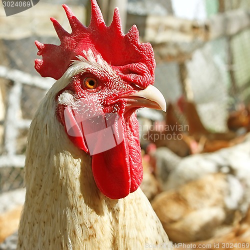 Image of Adult rooster on the poultry yard