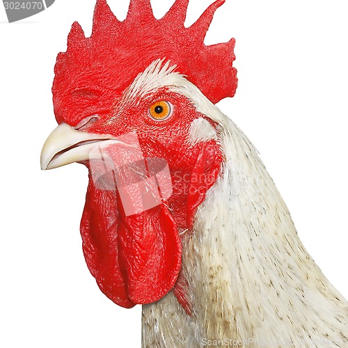 Image of Mature rooster over white