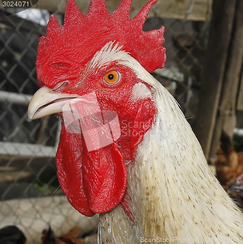 Image of Mature rooster on the poultry yard