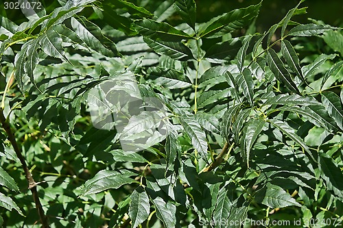 Image of Green Leaves Of Ash Tree