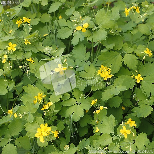 Image of Flowering Celandine Plants