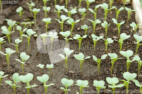 Image of Cabbage young plants