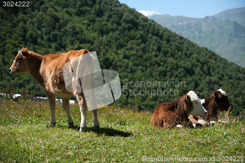 Image of Cows in mountain