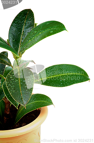 Image of Ficus Leaves