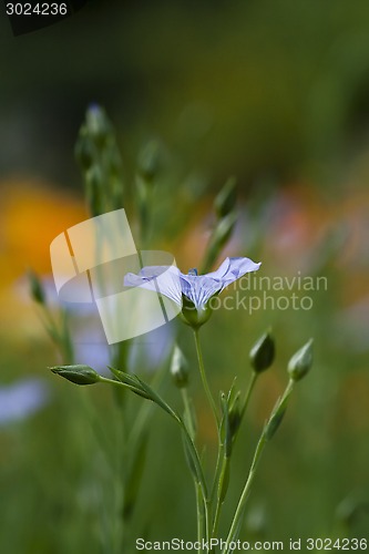 Image of common flax