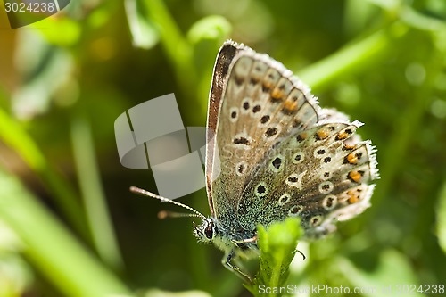 Image of butterfly