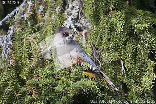 Image of siberian jay