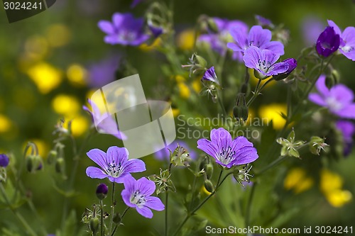 Image of summer flowers