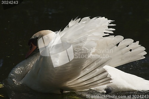 Image of mute swan