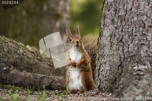 Image of red squirrel