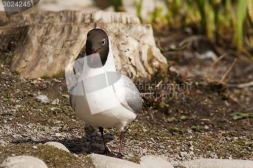 Image of black headed gull