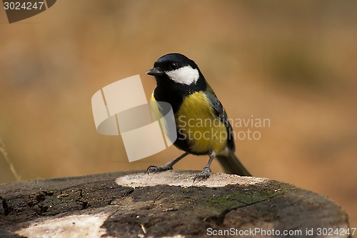 Image of great tit