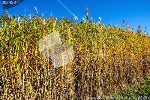 Image of switch grass in autumn