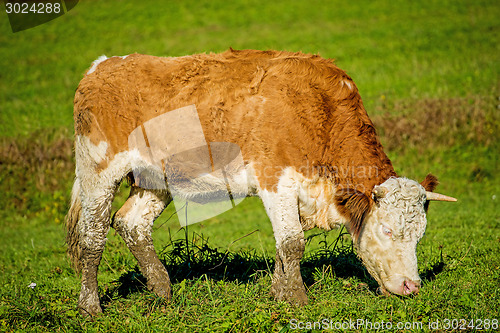 Image of calf on a meadow