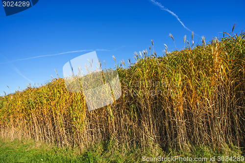 Image of switch grass in autumn