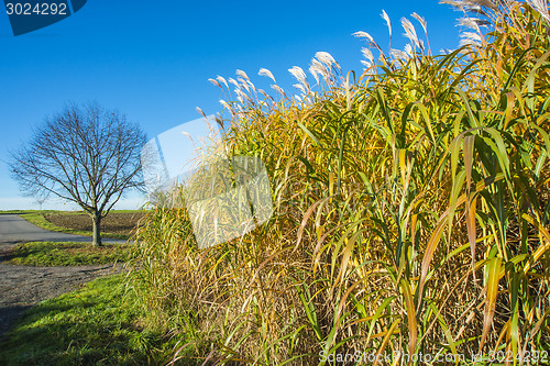 Image of switch grass in autumn