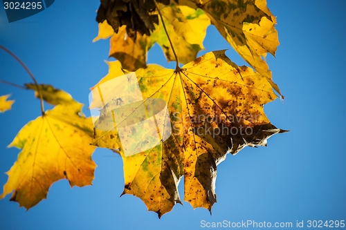 Image of sycamore maple leaf in autumn