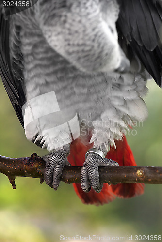 Image of 	African Grey Parrot