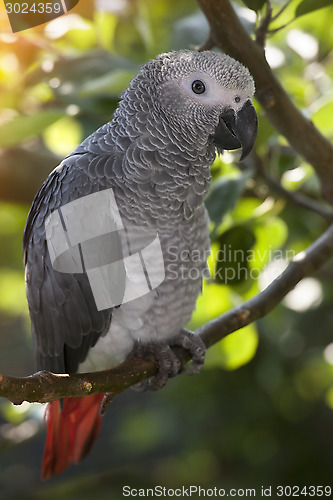 Image of African Grey Parrot