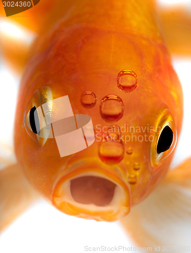 Image of Goldfish 