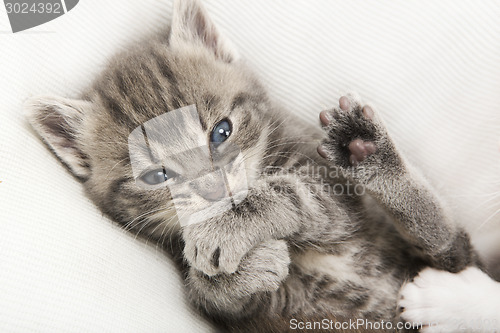 Image of gray tabby baby cat