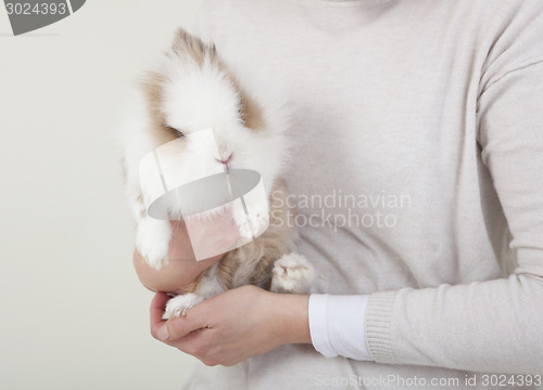 Image of Dwarf rabbit on the arm