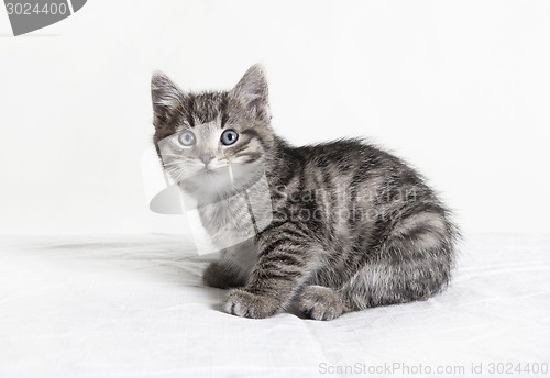 Image of small striped tomcat