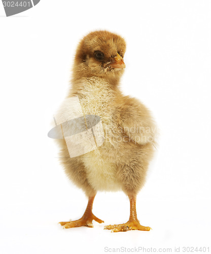 Image of Chick looks