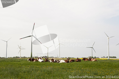 Image of Cows and windmills
