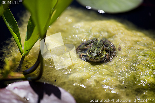 Image of green algae with frog